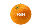 Se Fresh TV live