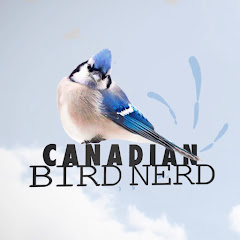 Mountain View Bird Feeder Live Cam Alberta live