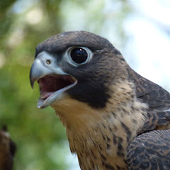 Box Camera Falcon Nest Live Cam live
