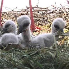 Se Kirchzarten Stork Nest Live Webcam live